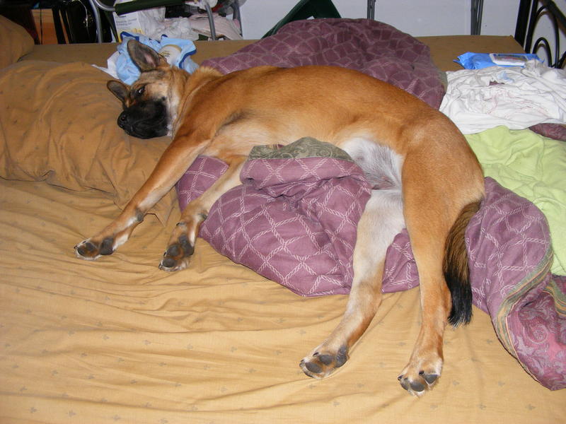 Puppy made a mound