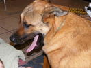 Yawn