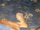 Foot