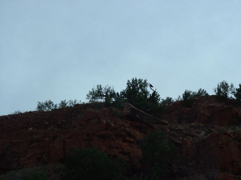 Perched eagle
