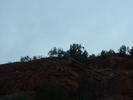 Perched eagle