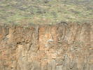 Eagles nest