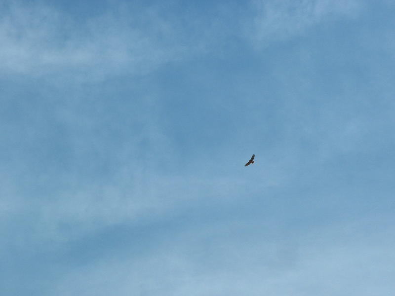 Eagle