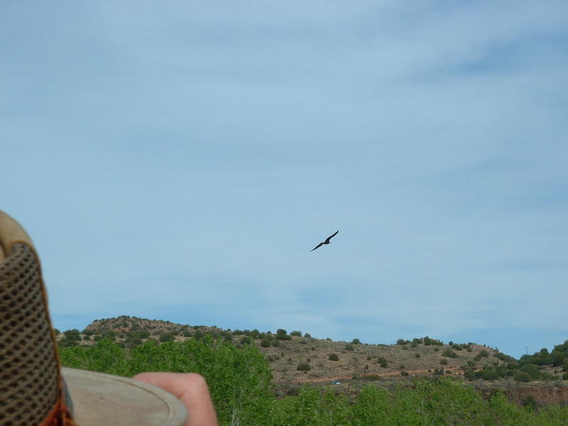 Eagle