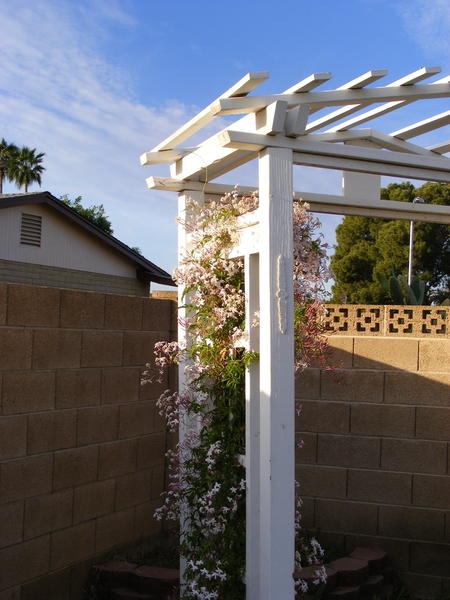 The jasmine is blooming!