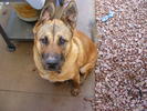 Muddy Dog