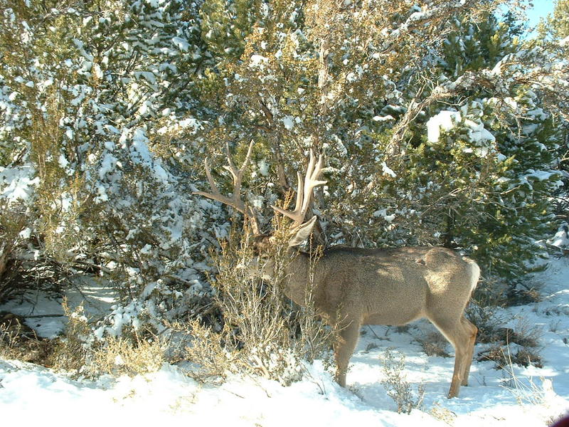 mmm... yummy foliage.