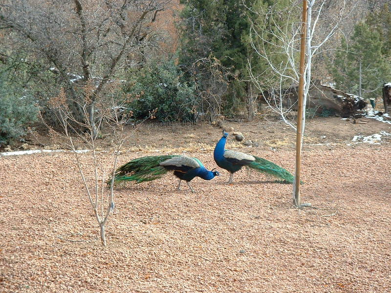 Once the sun came out and the snow melted, the peacocks came out.