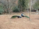 Once the sun came out and the snow melted, the peacocks came out.